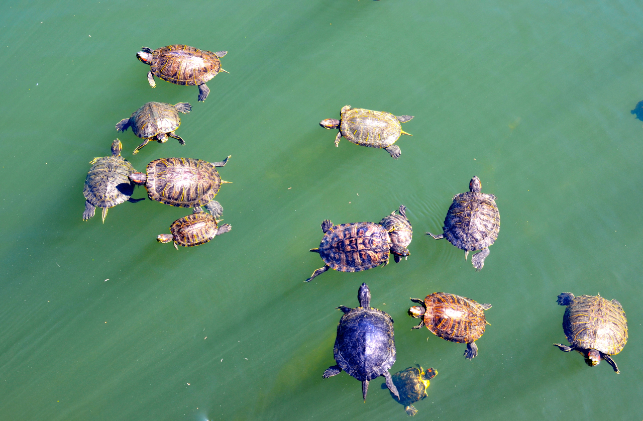 Turtles in Central Park