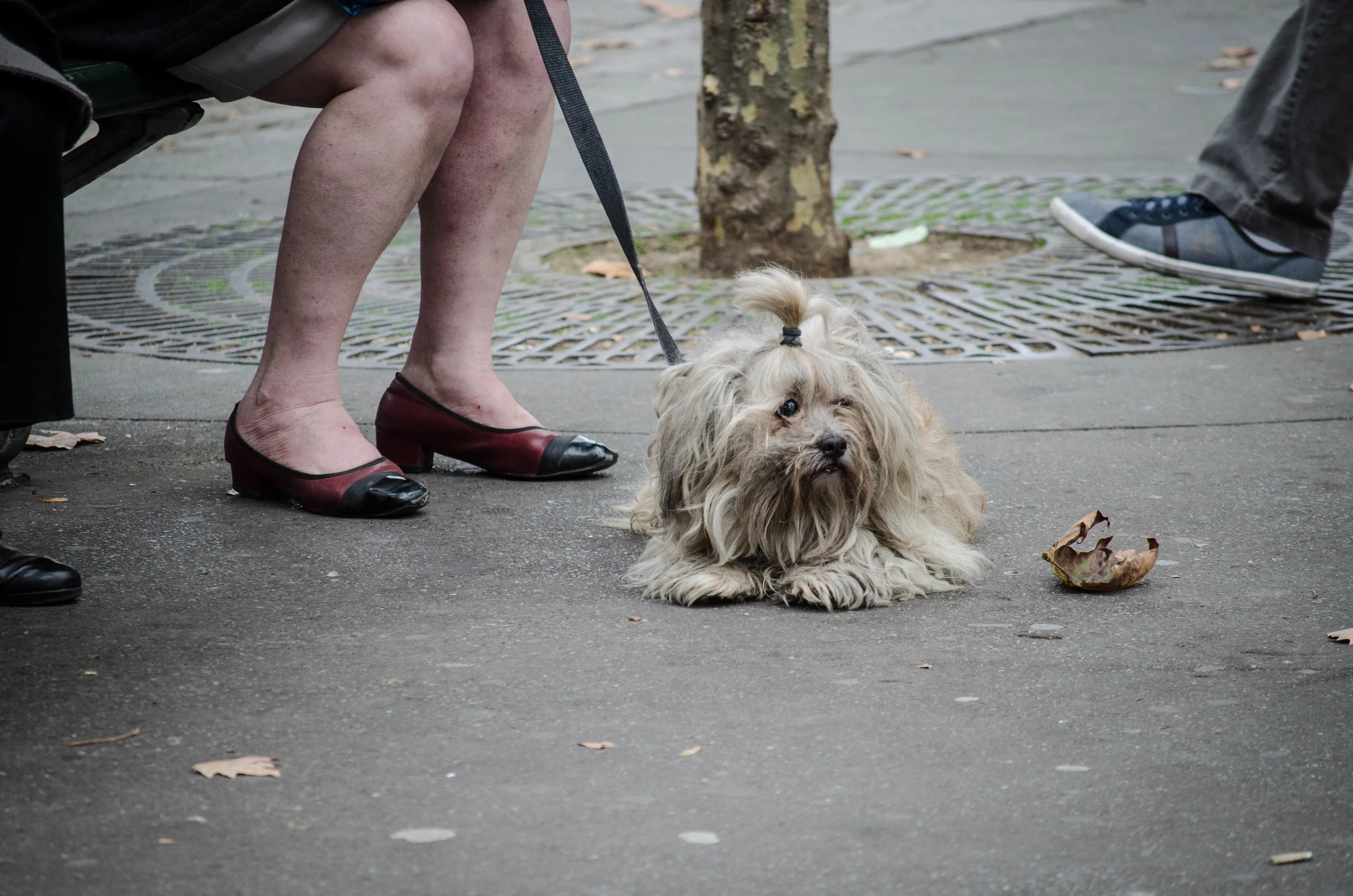 Le chien