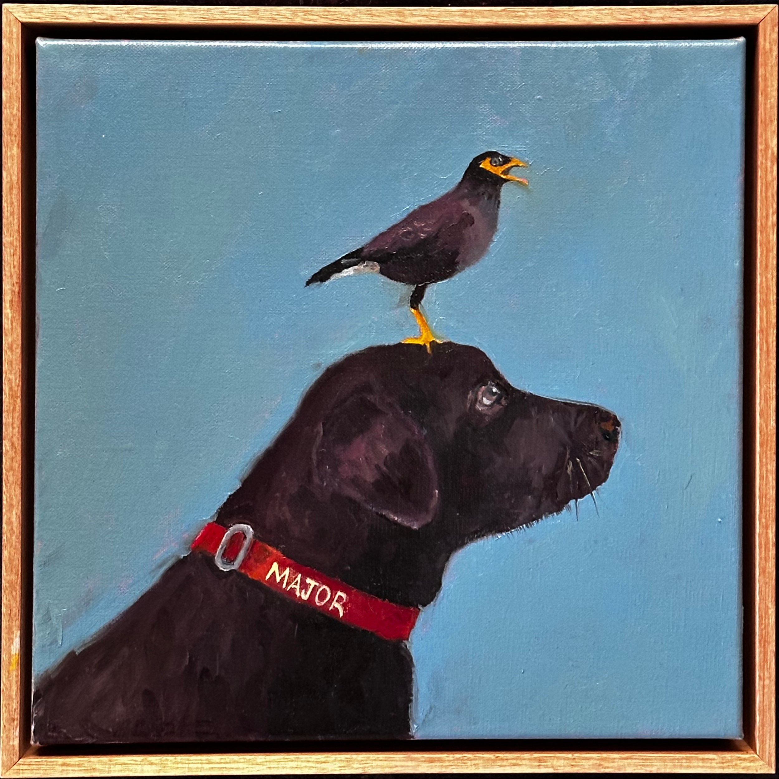 Bird Song: Myna Major, Oil on Linen, Floating Frame 300x300mm $800