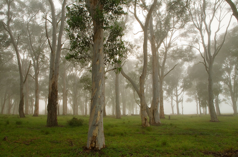 misty forest 0351.jpg