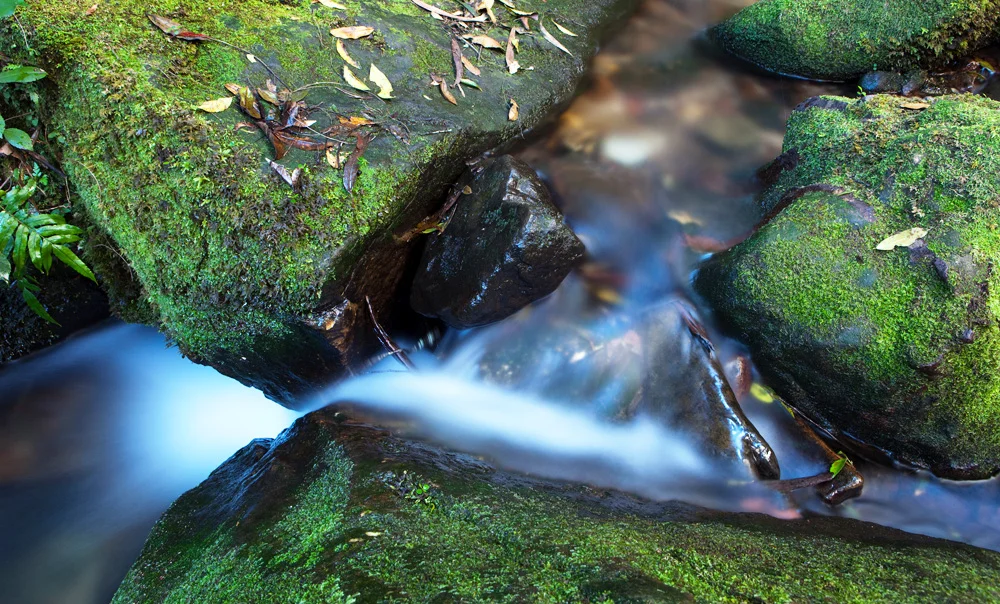 stream 2011.jpg