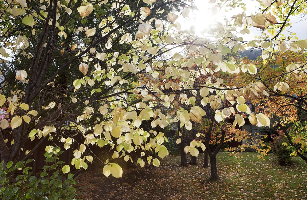 autumn in queenstown 2115.jpg