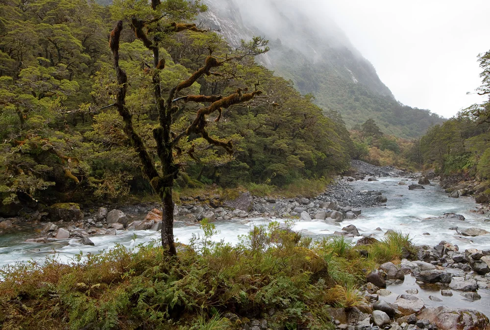 tree near river bend 1664.jpg