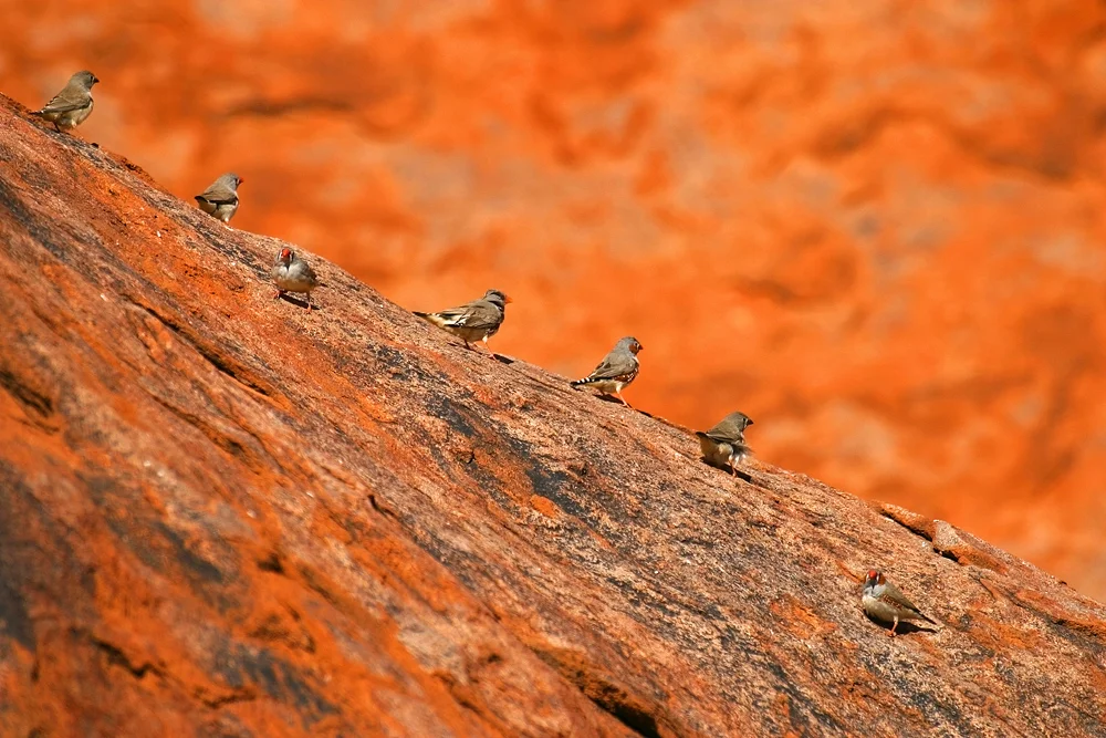 zebra finches 7937.jpg