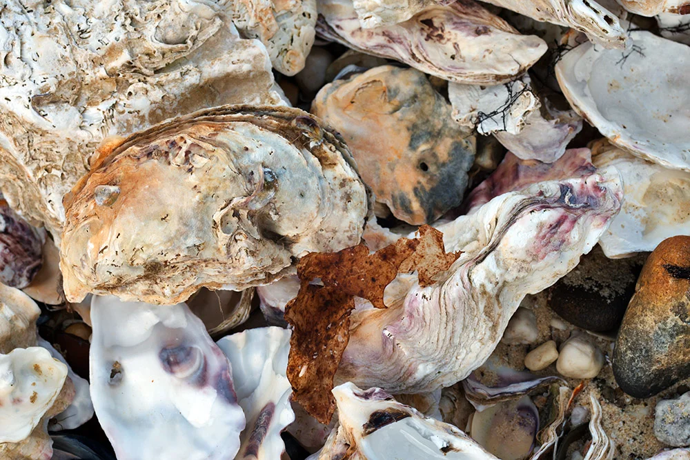 Huge variety of shells washed up at Randalls Bay