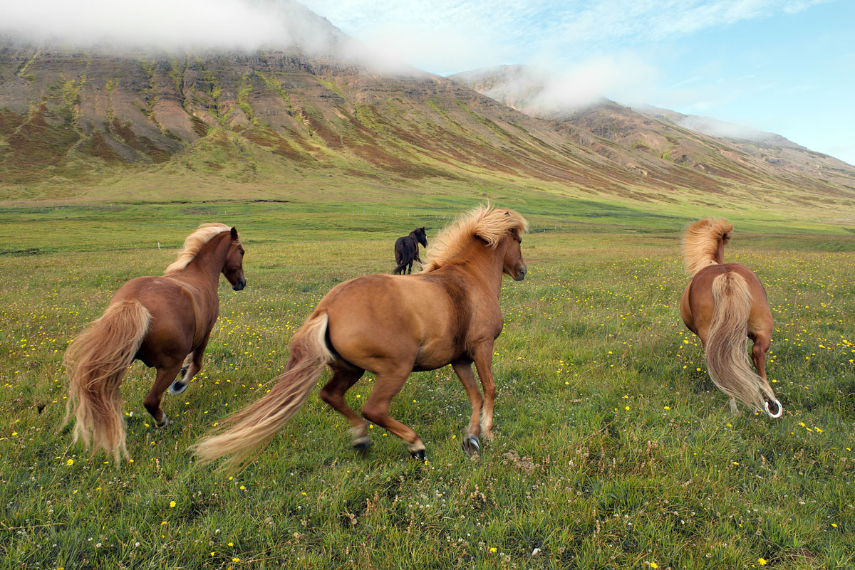 horses running 2946.jpg