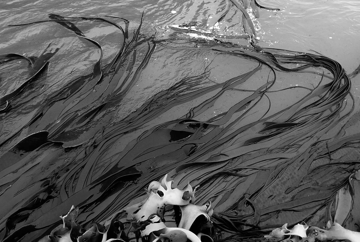 seaweed bw 0592.jpg