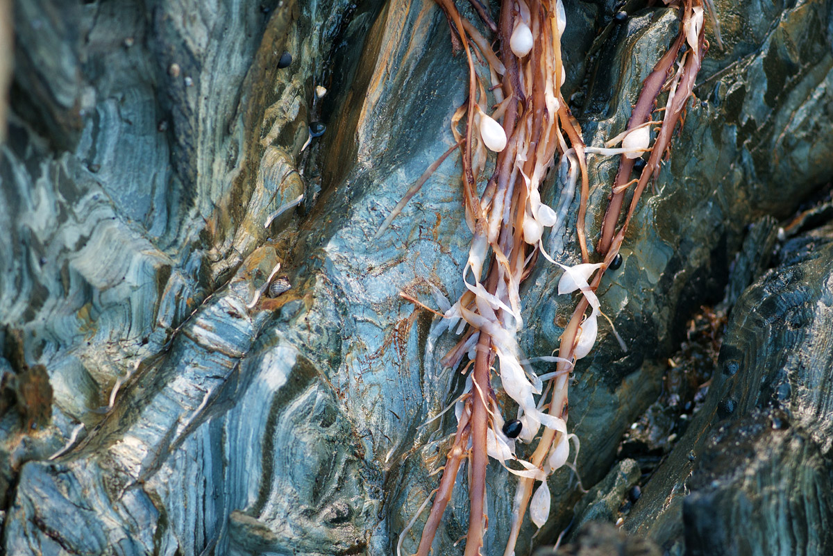 weed and rock 6119.jpg
