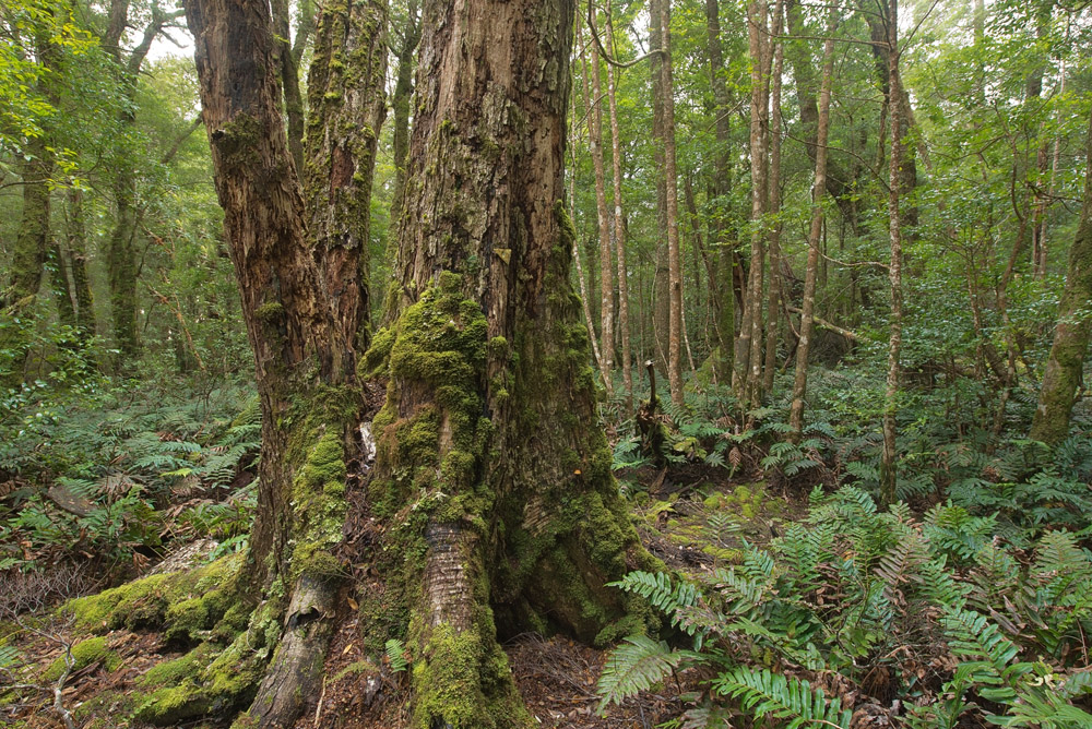 mossy tree 1729.jpg