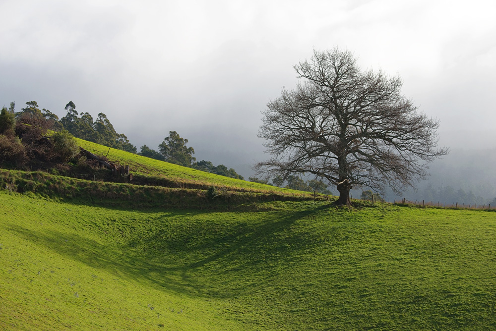 tree hill shadow 0419.jpg