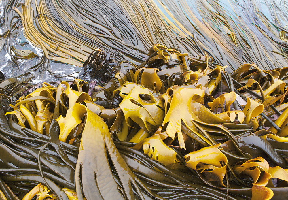 bull kelp 0480.jpg