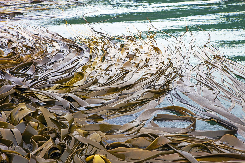 kelp 0450.jpg