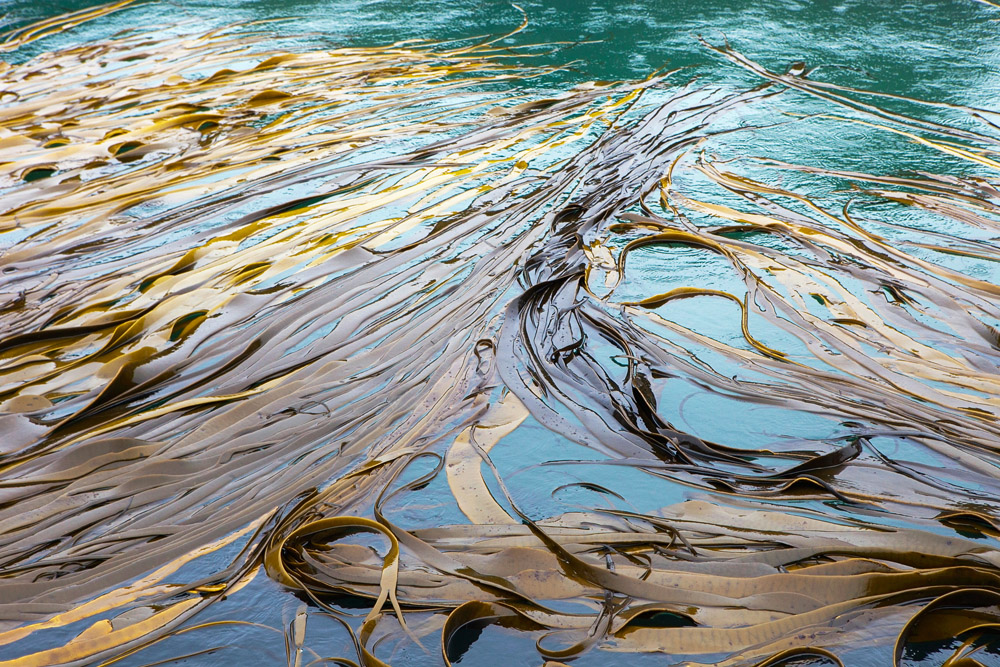 kelp 0454.jpg