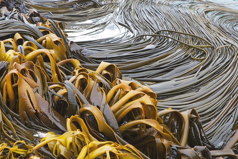 kelp base and tails 0475.jpg