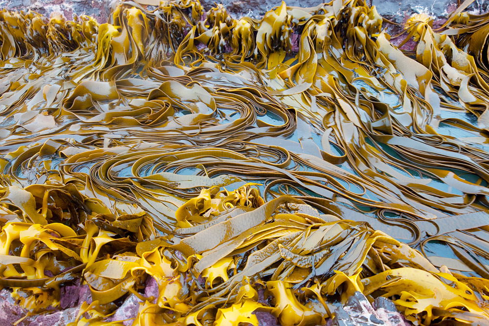 kelp bed 0600.jpg