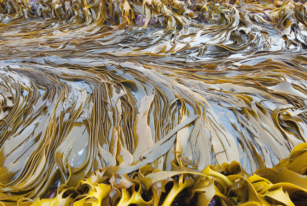 kelp channel 0551.jpg