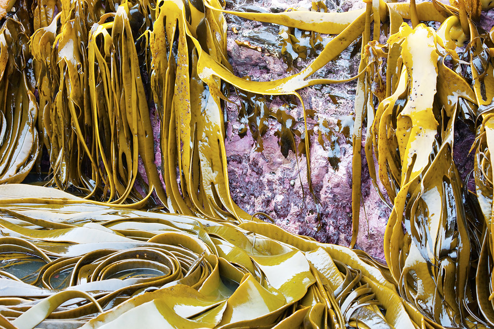 kelp hanging 0530.jpg