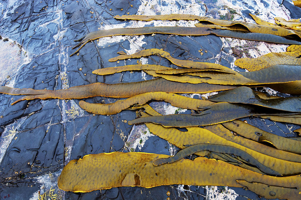 kelp strips on rocks 0602.jpg