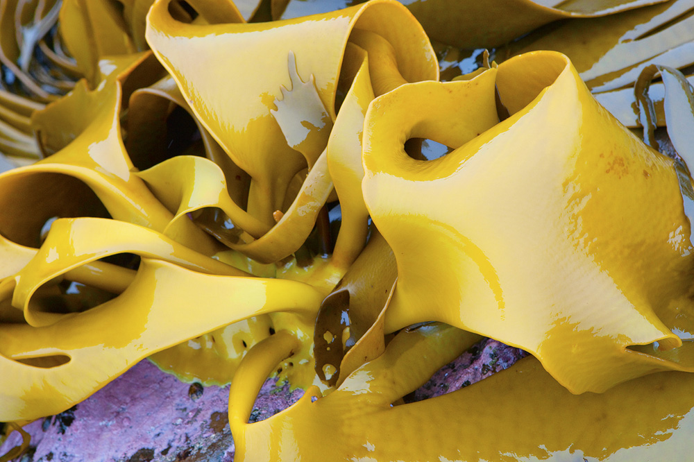 yellow kelp close up 0447.jpg
