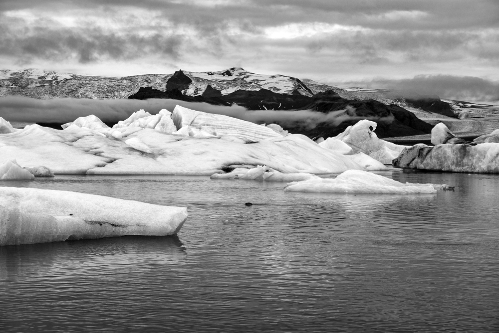 jokulsarlon seal bw 4062.jpg