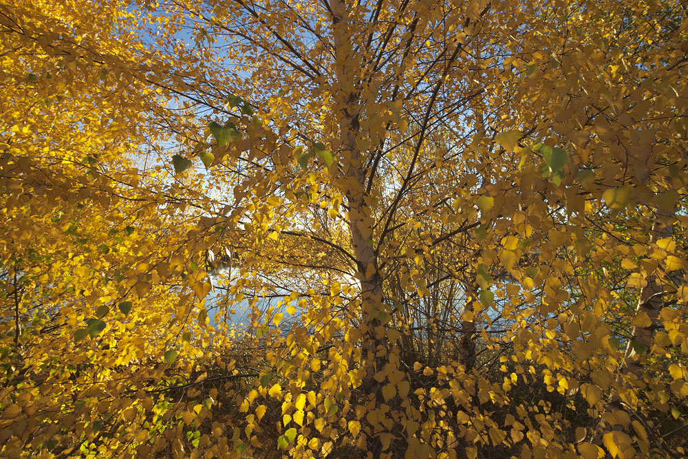 backlit tree 0282.jpg