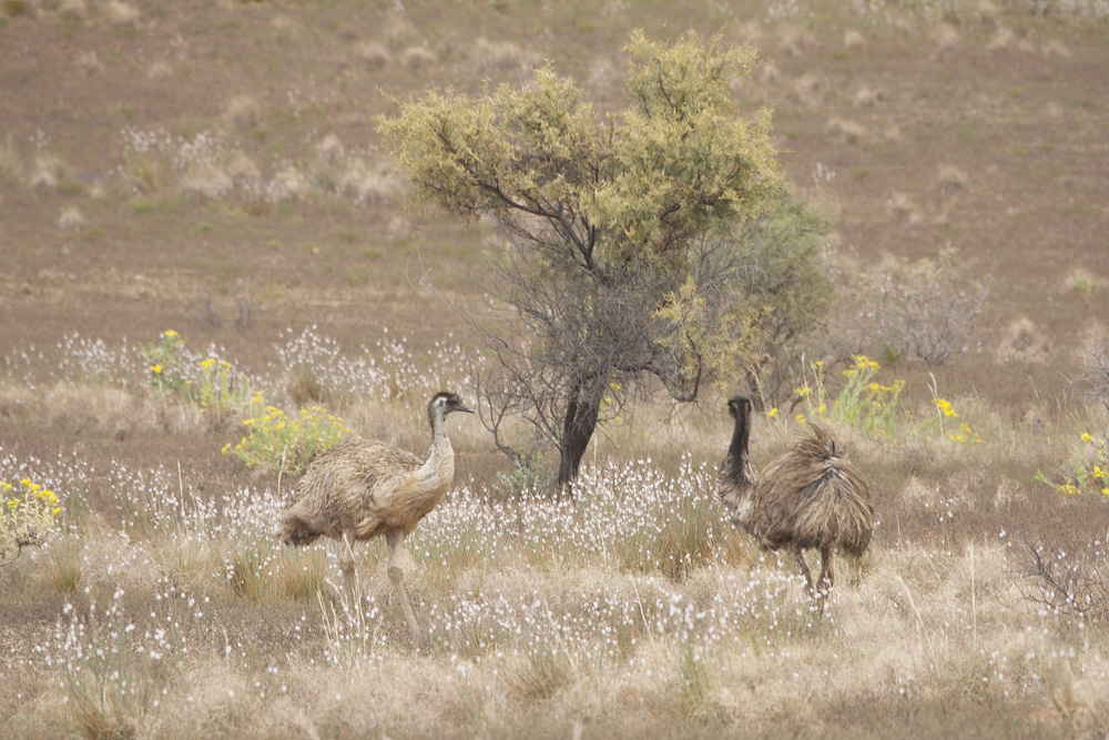 emus and tree 3034.jpg