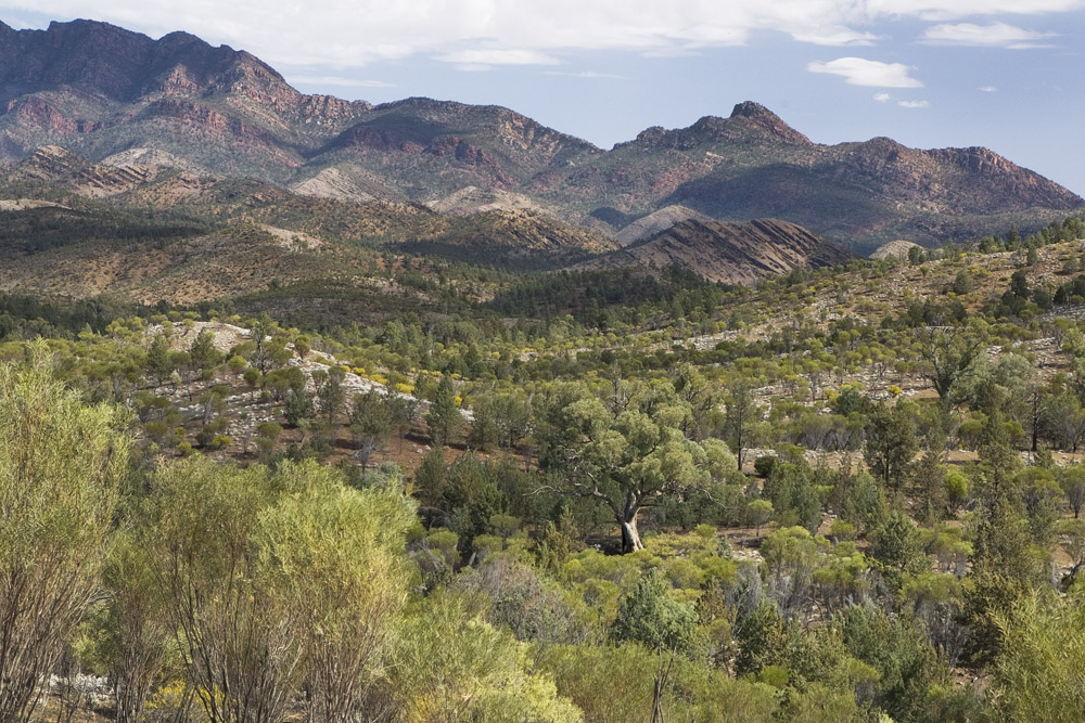 tree and ranges 2348.jpg