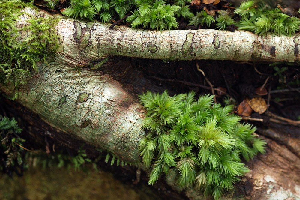 small ferns 1904.jpg