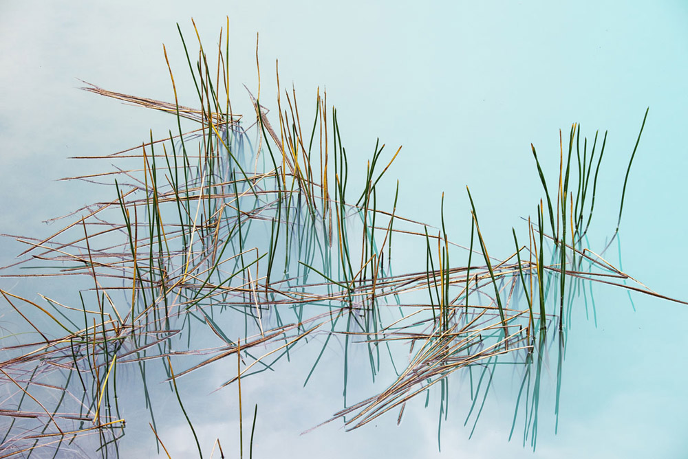 blue lake reeds 0349.jpg