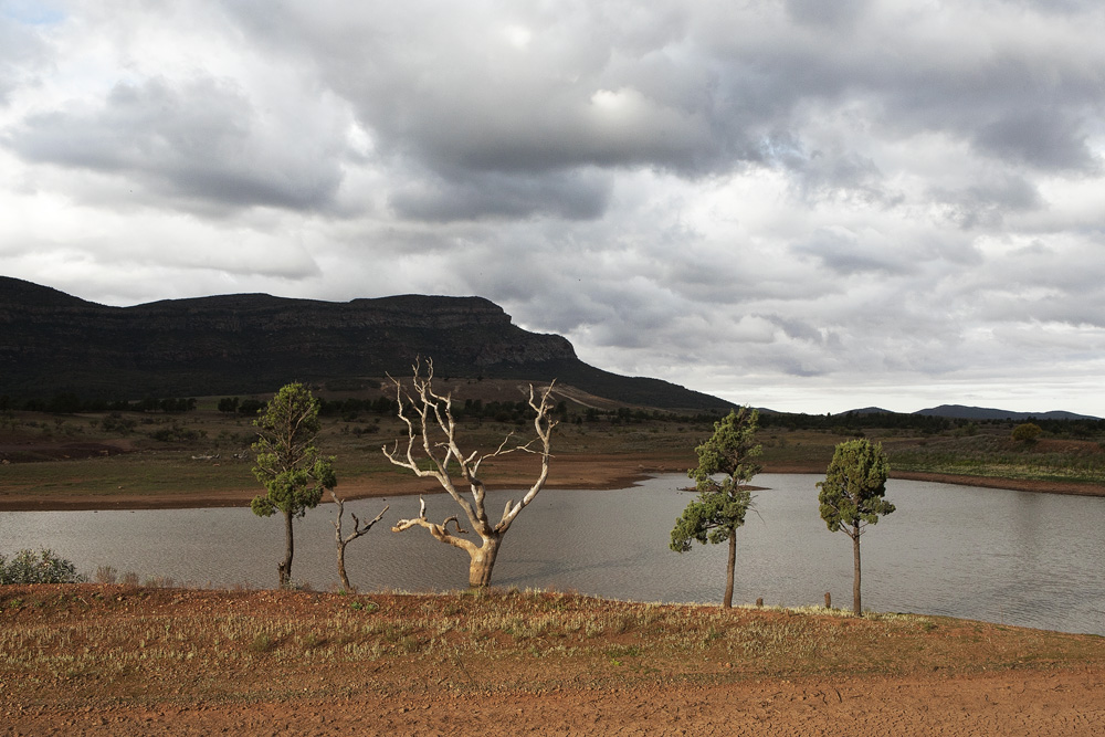 four trees 3243.jpg