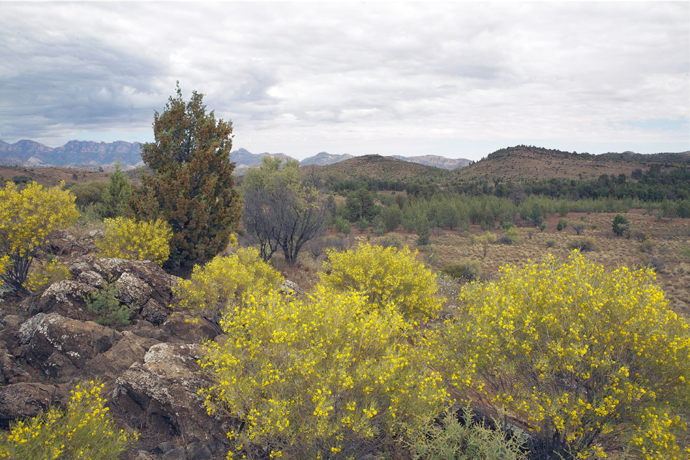 wattle bushes 2212.jpg