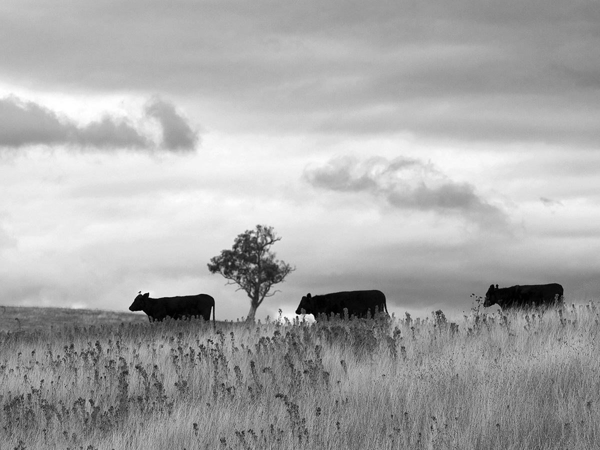 3 cows bw 90182.jpg