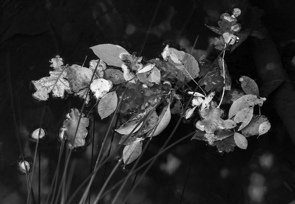 leaves and reeds 2 bw 90103.jpg