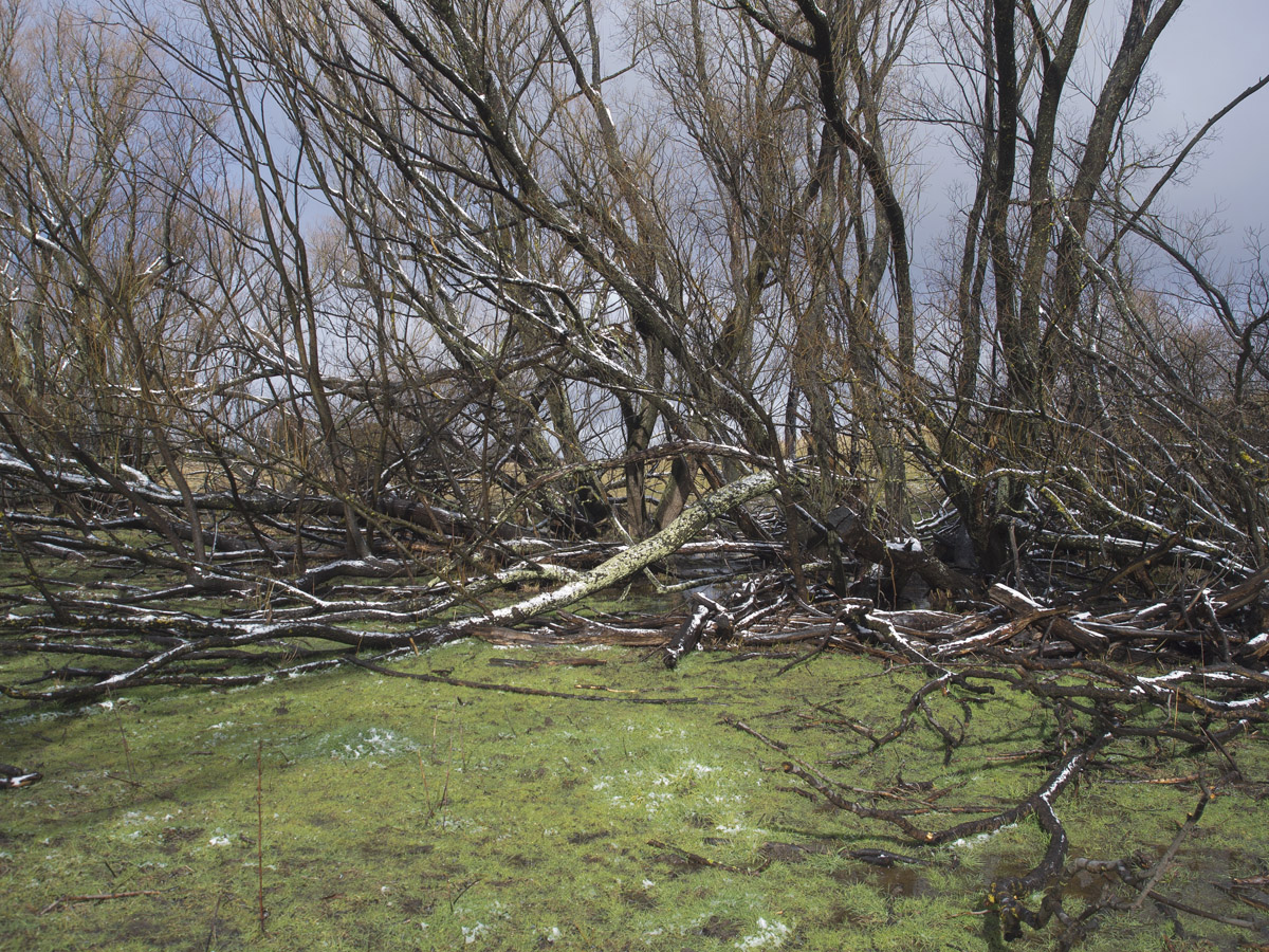 fallen trees 0499.jpg