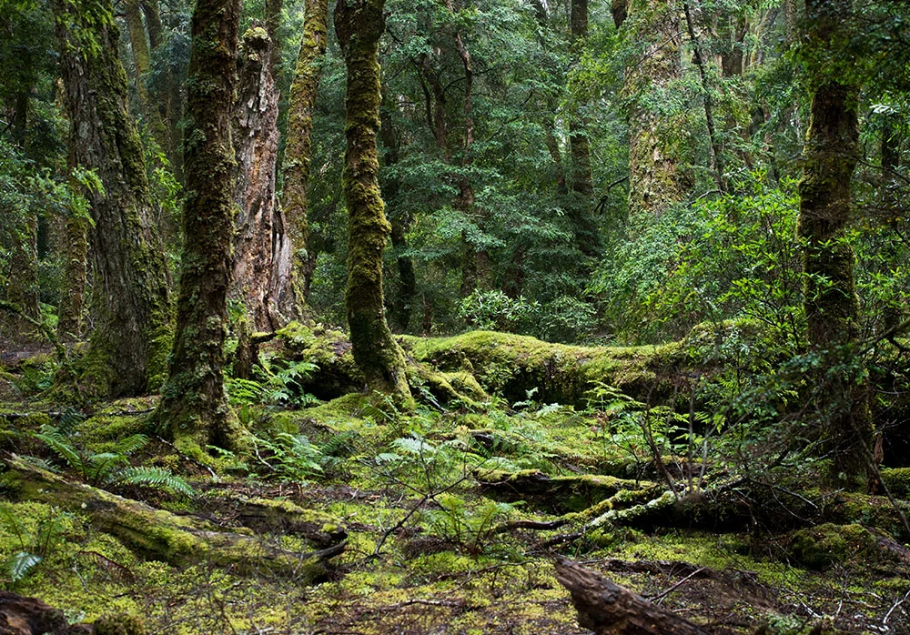 fallen trees and others 2170443.jpg