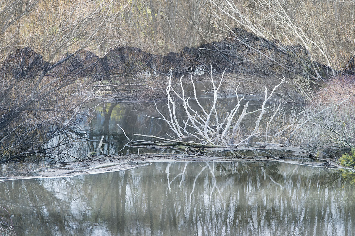 abstract river trees #3.jpg