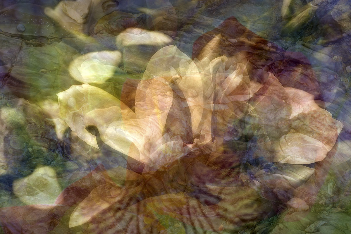 magnolia and cat.jpg