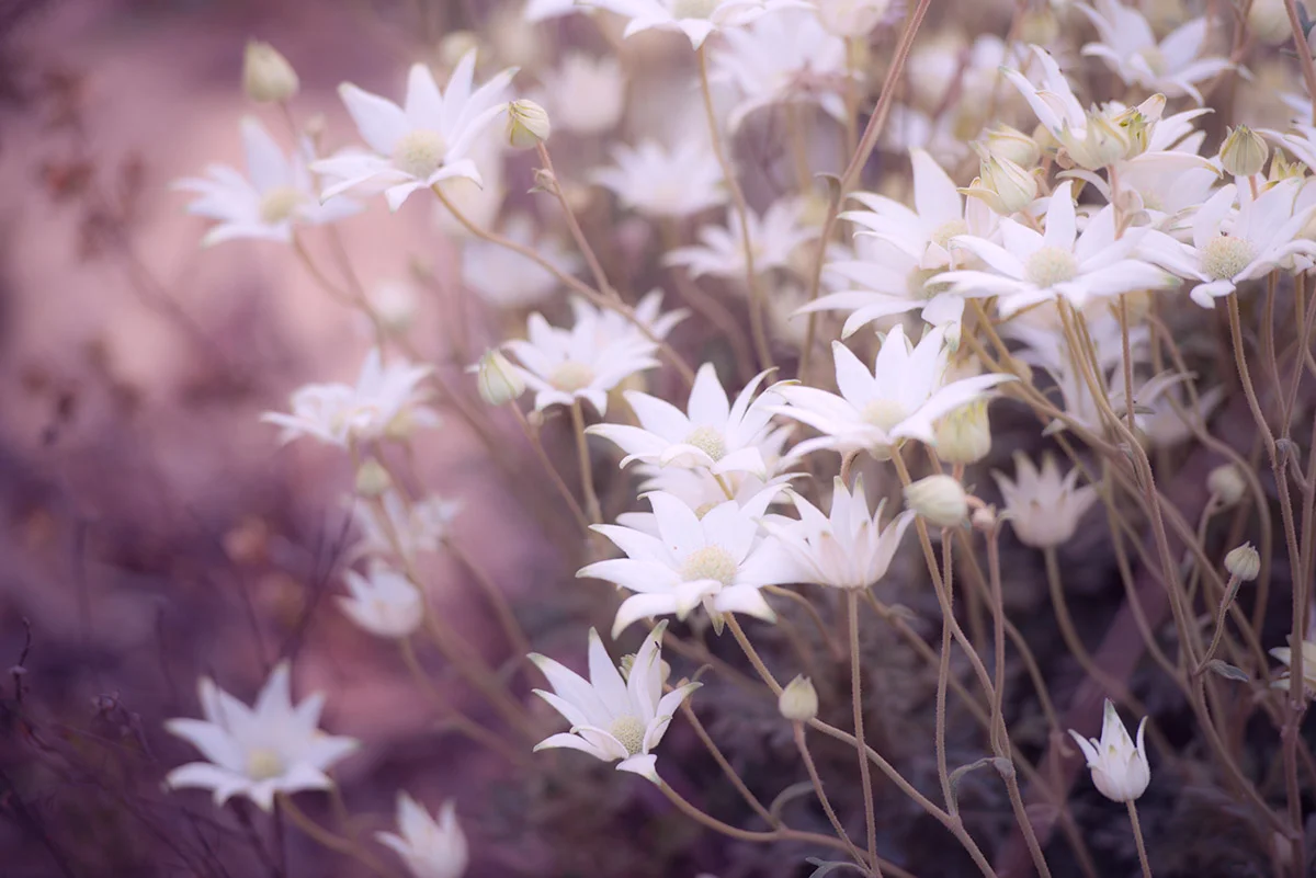 flannel flowers.jpg