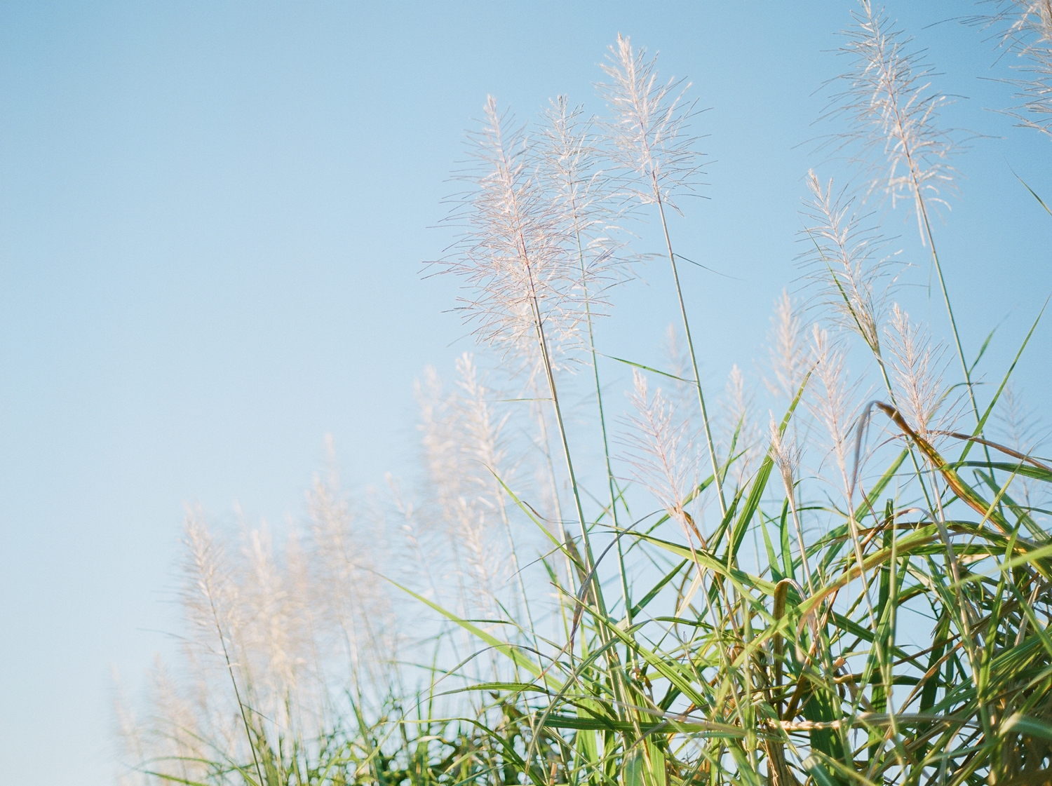 Sugarcane Inspired Shoot 17.jpg