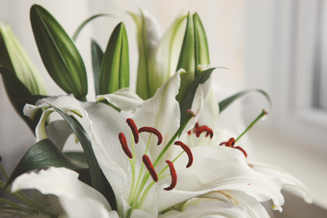 Lily041212-4.JPG