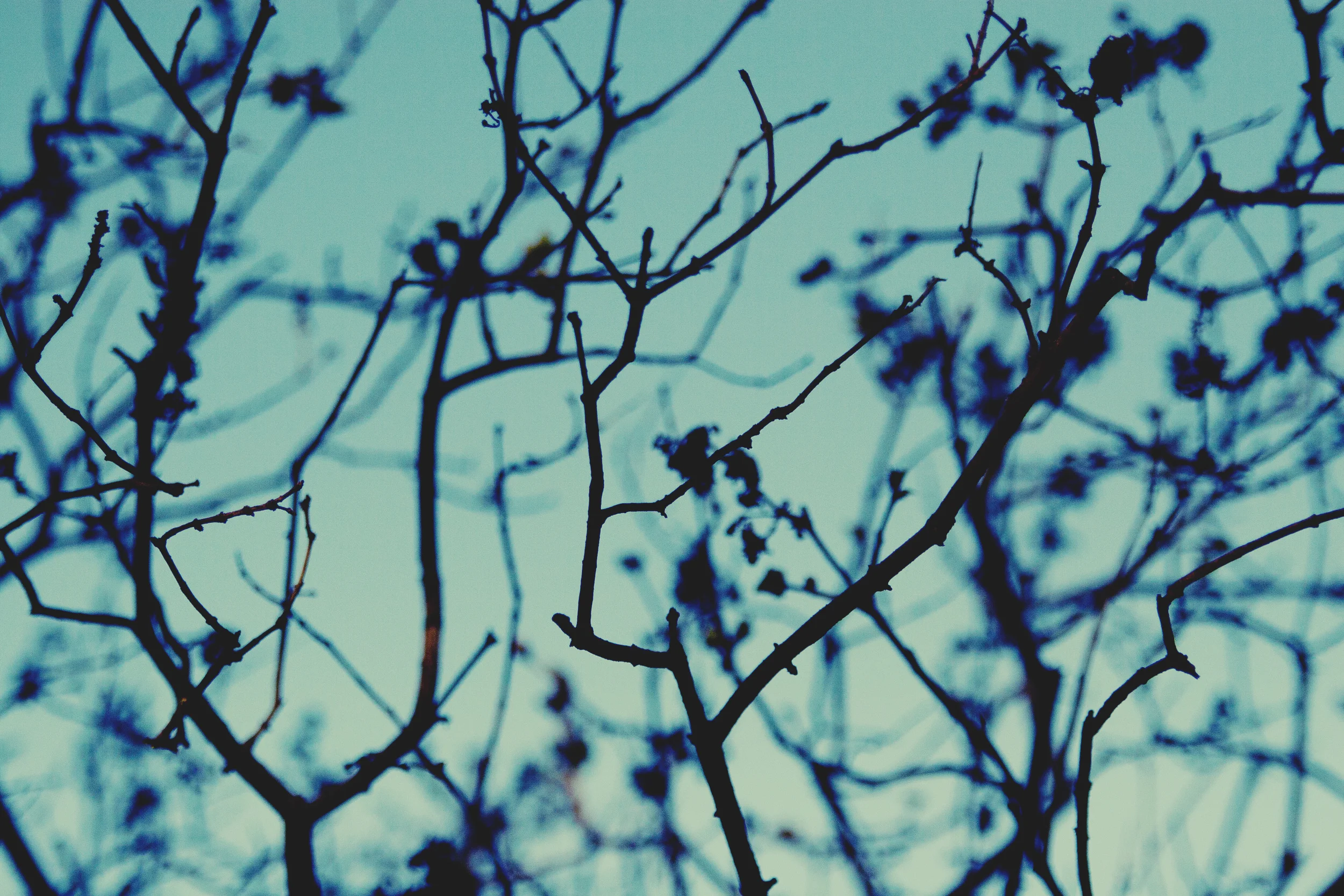Evening Limbs 2.jpg