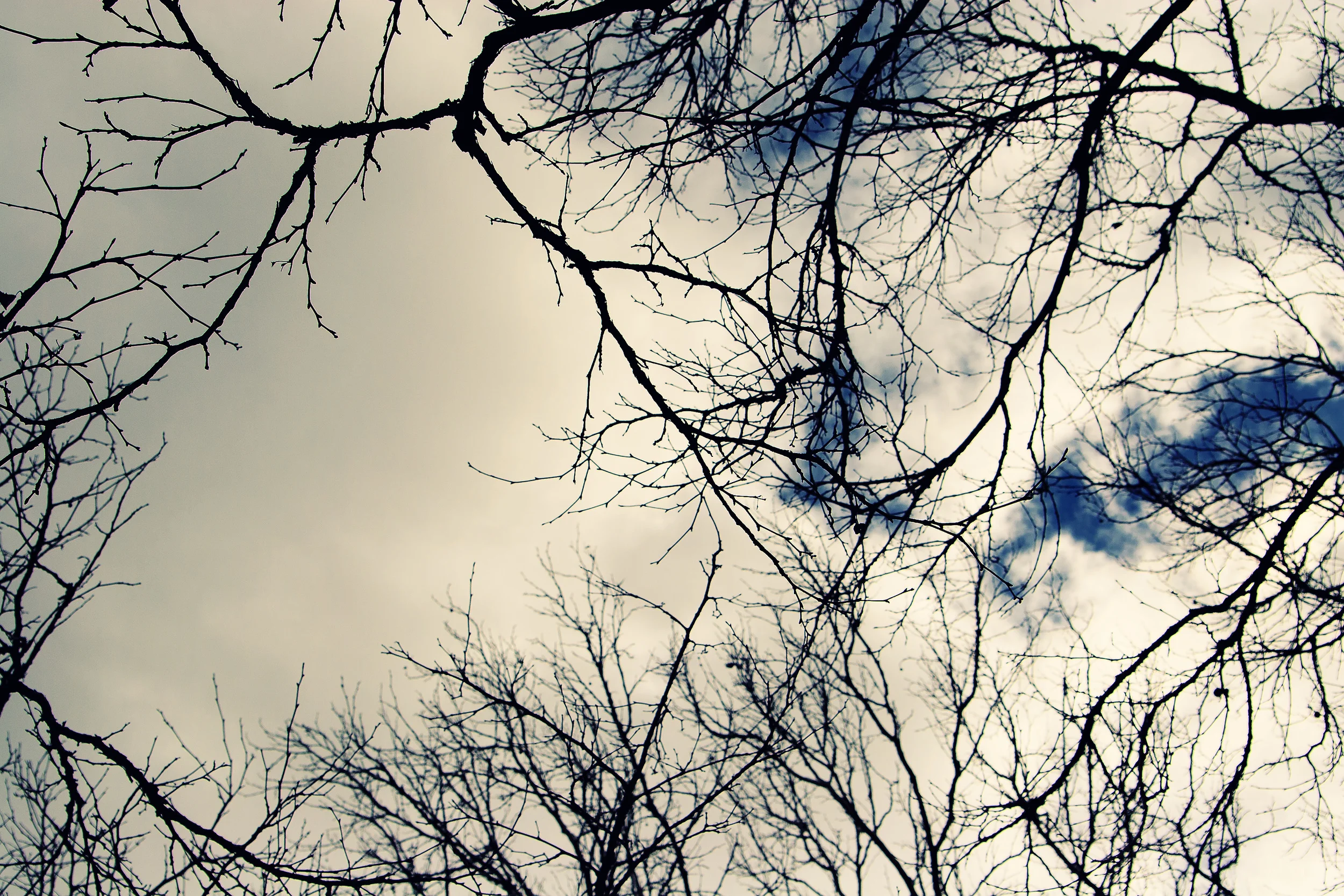 Tangled Web We Weave.jpg