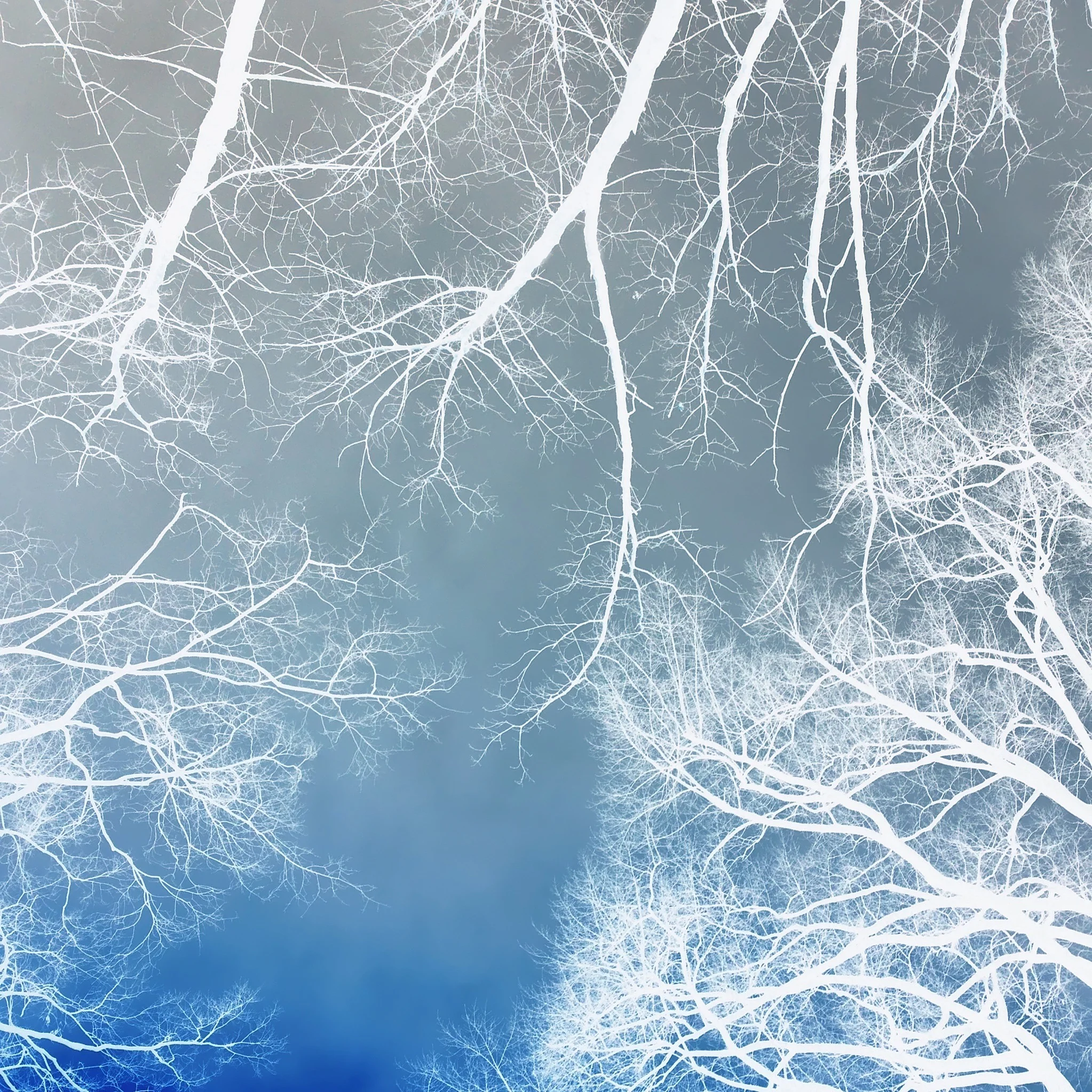 Negative Trees, Duke University