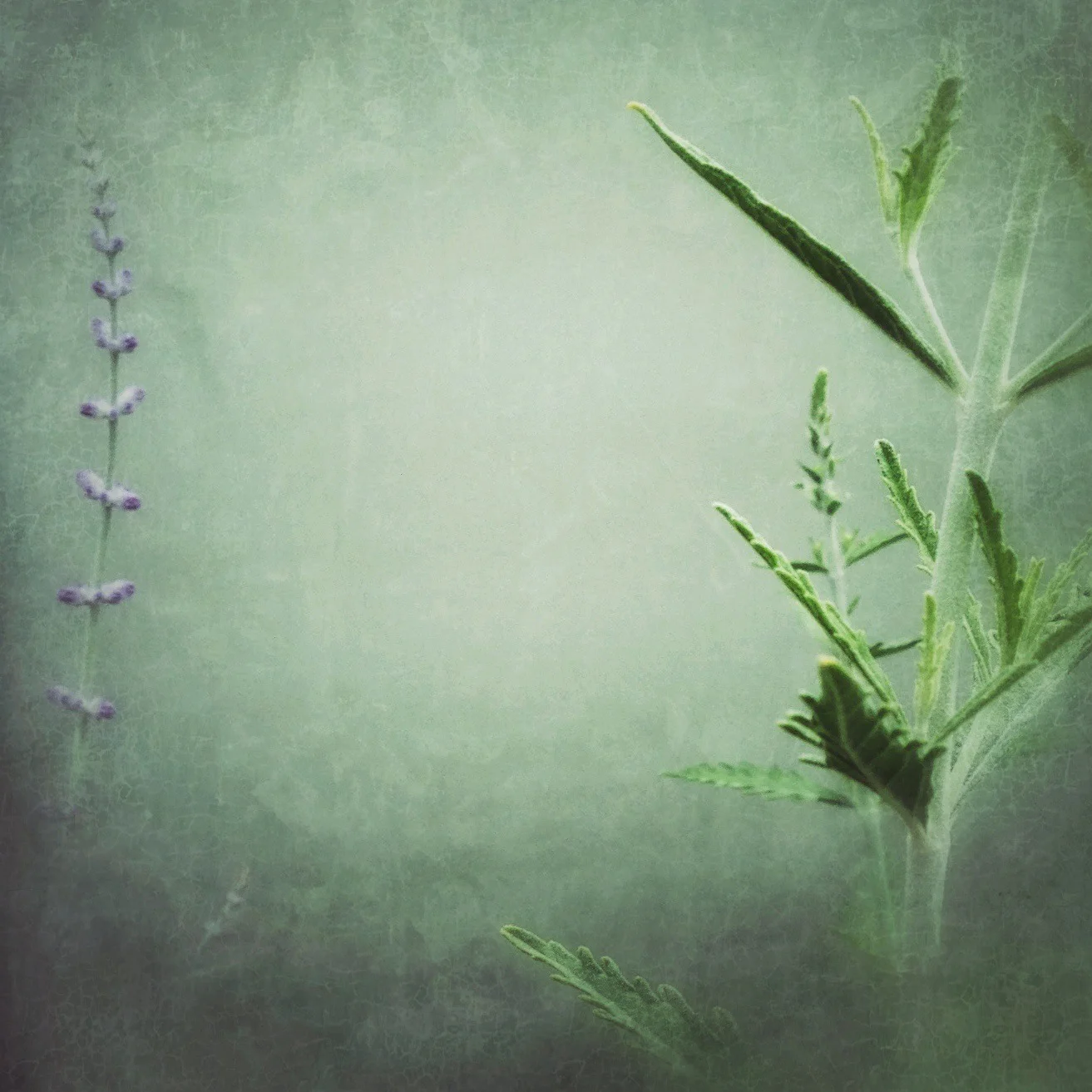Russian Sage