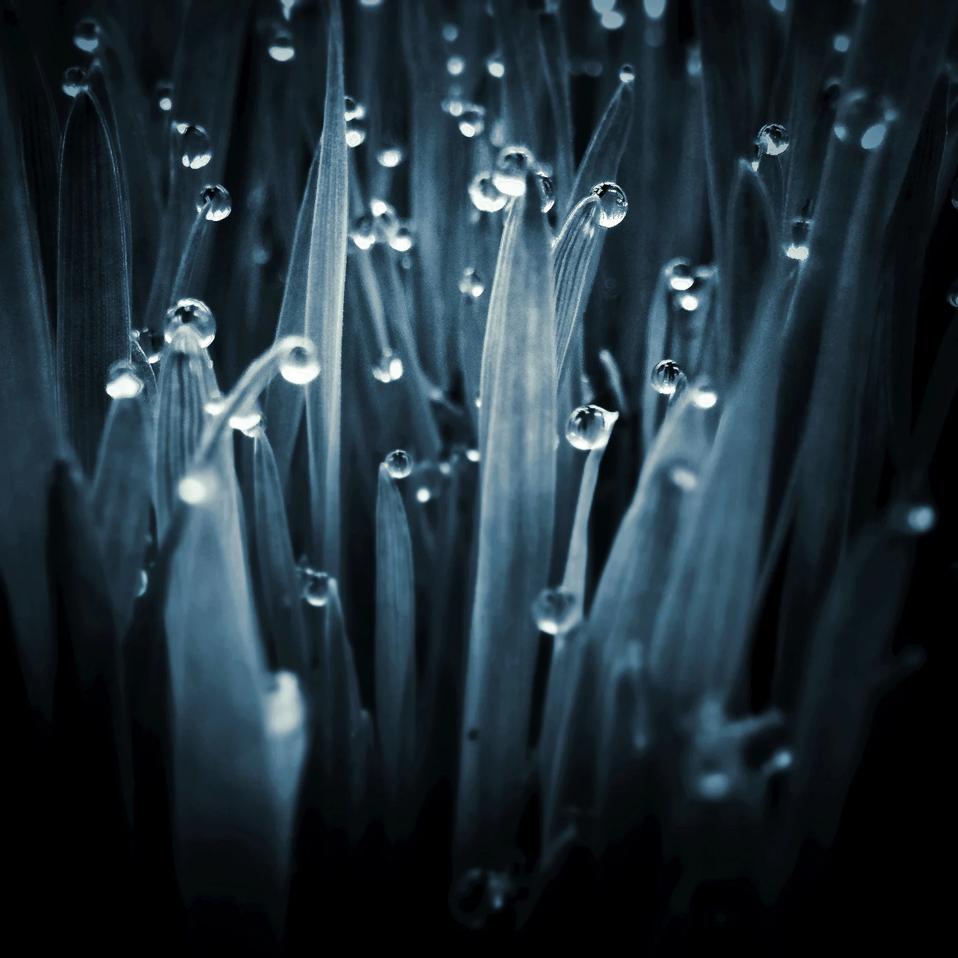 Raindrops on Wheat Grass