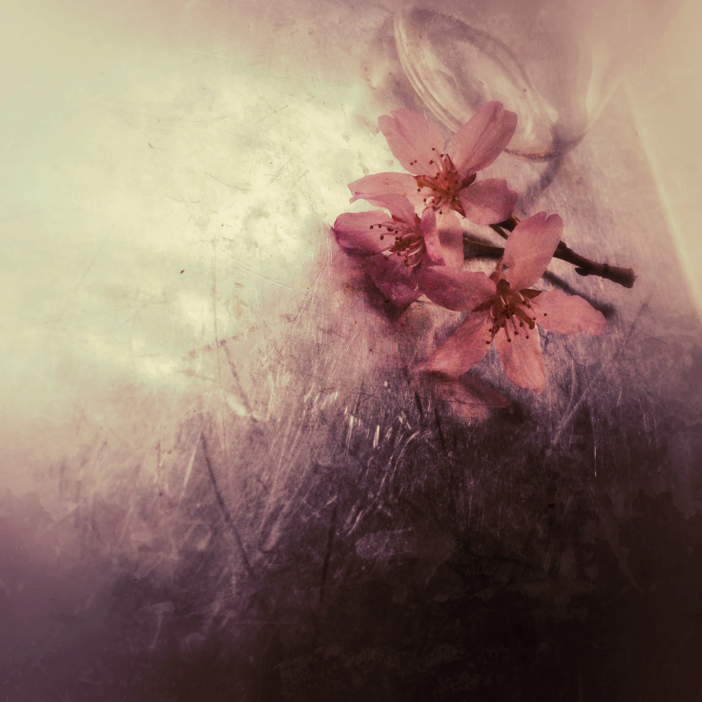 Cherry Blossoms