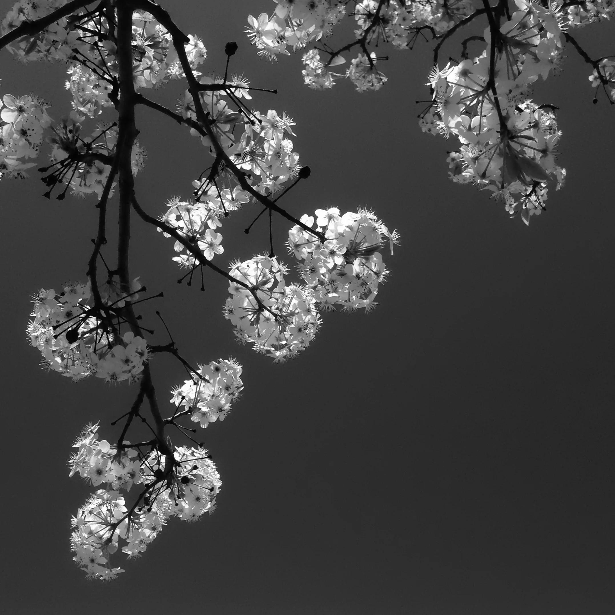 Bradford Pear Blossoms