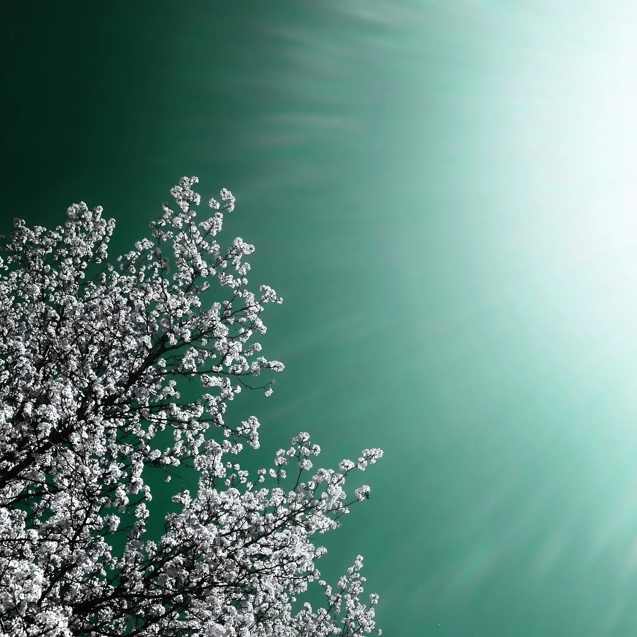 Green Spring