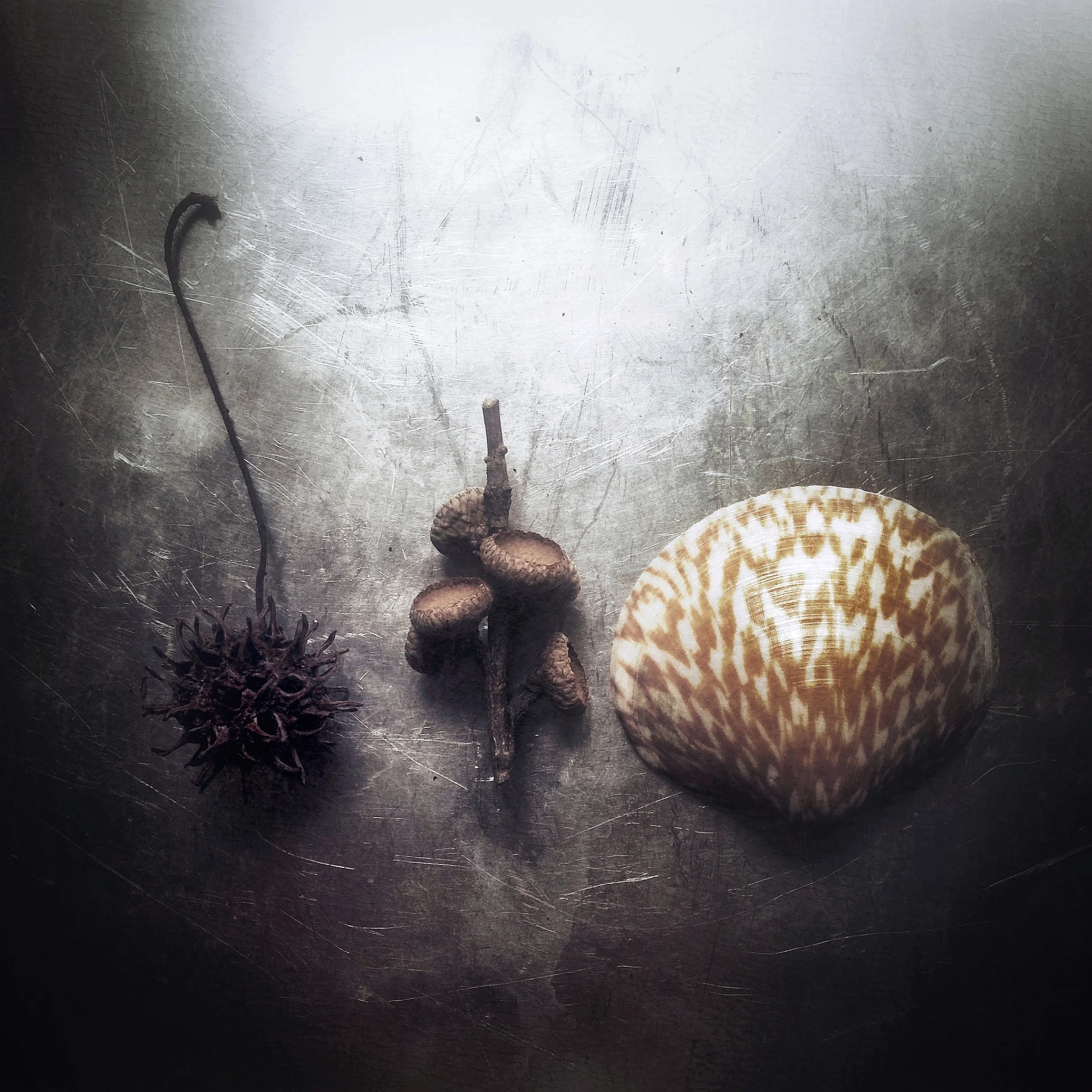 Natural Selections