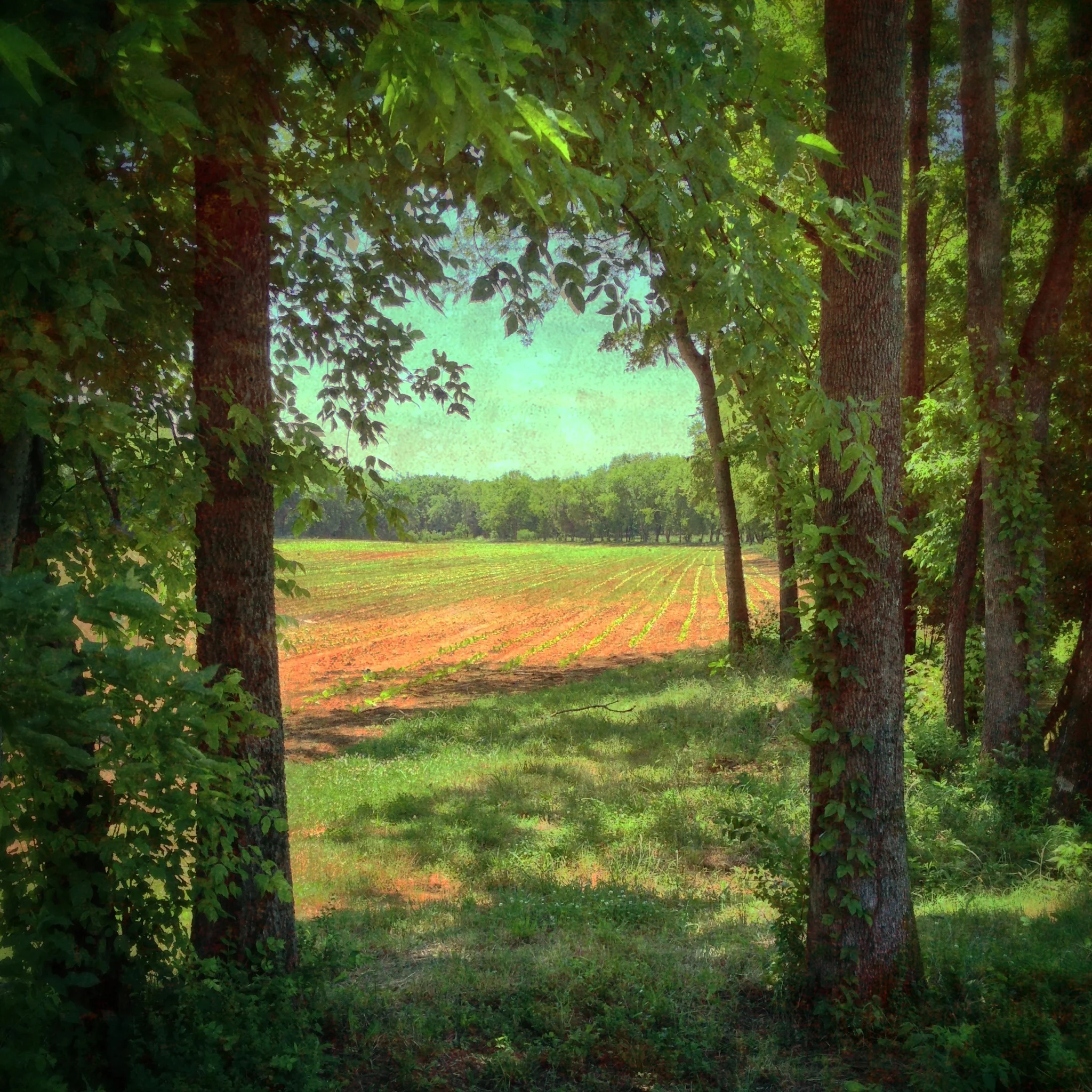 Tobacco Field